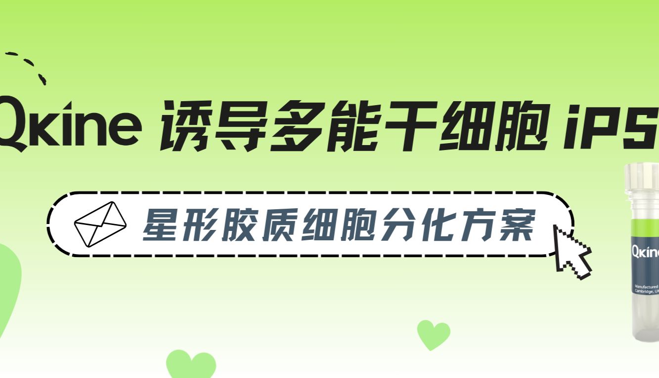 Qkine细胞因子：诱导多能干细胞iPSC向星形胶质细胞分化方案
