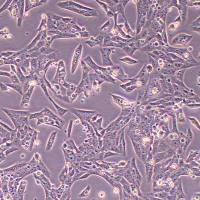 R28大鼠视网膜前体细胞(物种鉴定)丨逸漠(immocell)