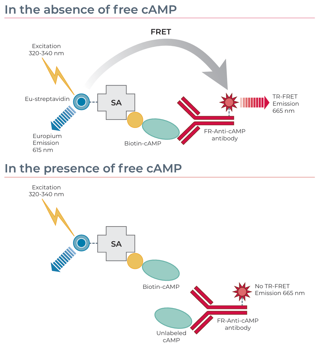 一个受体，千种可能：GPCR如何成为跨界“靶点”？