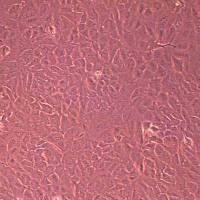 RBE-NLUC-bsd人肝胆管癌细胞-NLUC标记-bsd抗性丨逸漠(immocell)