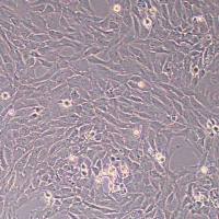 大鼠骨髓间充质干细胞永生化 (物种鉴定)丨逸漠(immocell)