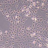 5637-FLUC-puro人膀胱癌细胞 (FLUC标记)丨逸漠(immocell)