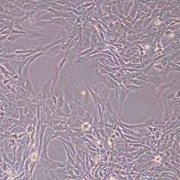 大鼠软骨细胞永生化(物种鉴定)丨逸漠(immocell)