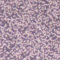 NFS-60小鼠髓性白血病淋巴细胞(物种鉴定)丨逸漠(immocell)