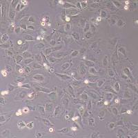 牛小肠上皮细胞永生化(物种鉴定)丨逸漠(immocell)