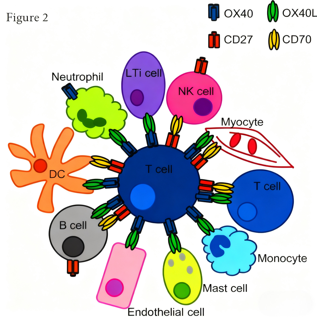CD27-CD70信号轴在肿瘤免疫调控中的作用?