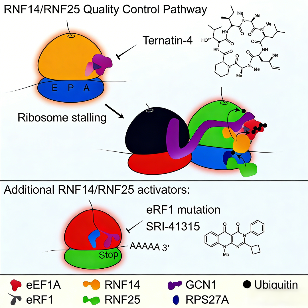 蛋白质泛素化修饰：分子机制、功能调控与研究进展