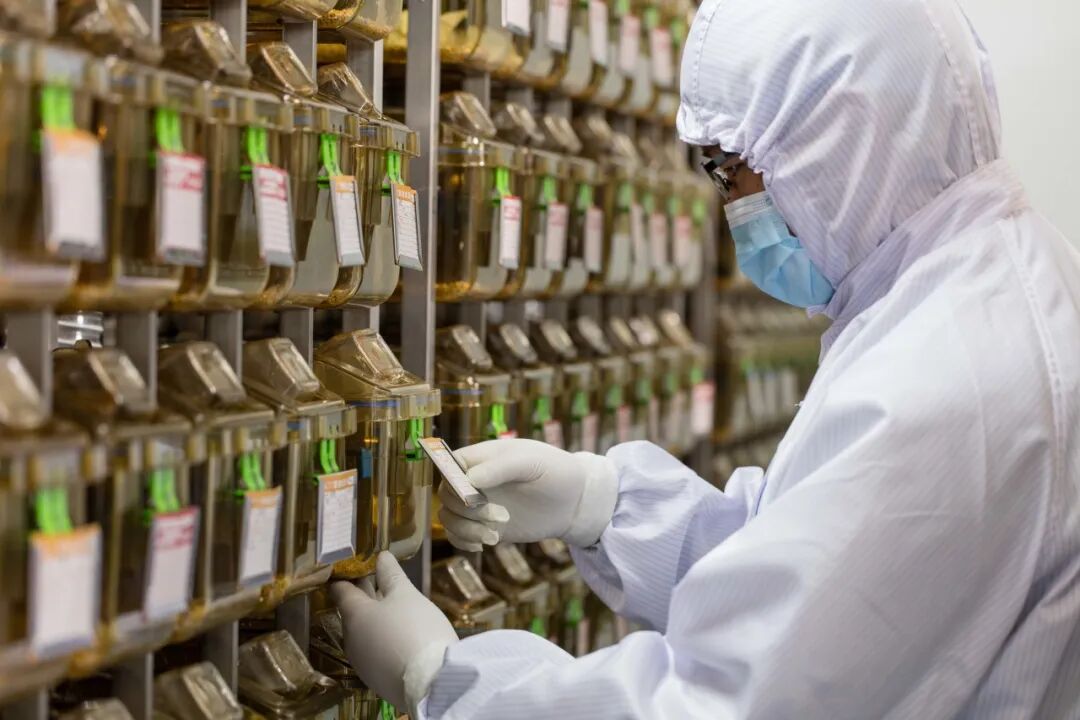 动物房“隐形守护者”——哨兵鼠