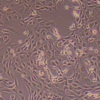 大鼠毛囊干细胞永生化(物种鉴定)丨逸漠(immocell)