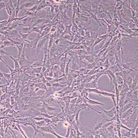 大鼠海绵体内皮细胞永生化 (物种鉴定)丨逸漠(immocell)