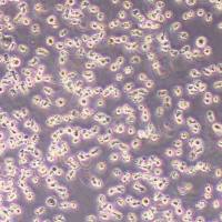 WEHI-3小鼠血细胞(物种鉴定)丨逸漠(immocell)
