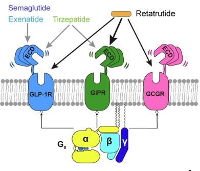 佰乐博生物蛋白抗体——代谢性疾病治疗新纪元：三重激动剂Retatrutide（瑞他鲁肽）