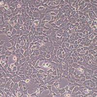 Hepa-1c1c7小鼠肝癌细胞(物种鉴定)丨逸漠(immocell)