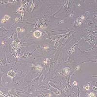 Tramp-C1小鼠前列腺癌上皮细胞(物种鉴定)丨逸漠(immocell)