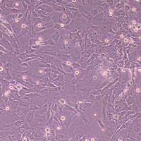 大鼠静脉平滑肌细胞永生化 (物种鉴定)丨逸漠(immocell)