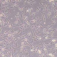 GFP-puro小鼠骨髓间充质干细胞永生化(GFP标记)丨逸漠(immocell)