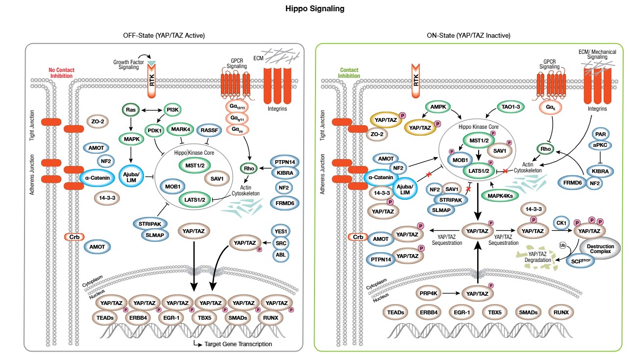 Hippo 信号通路核心干货：机制、干细胞调控