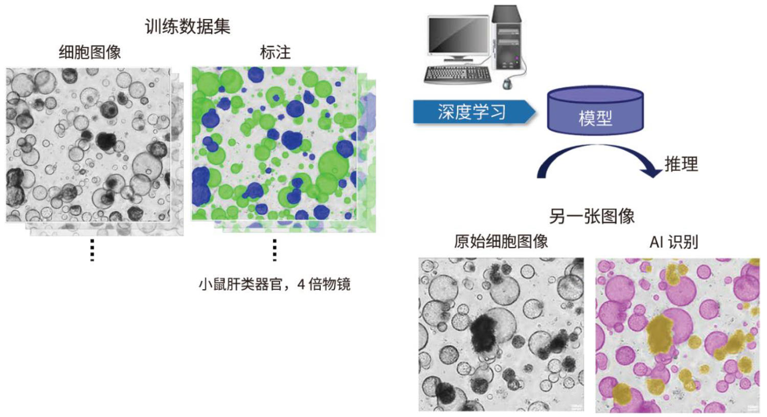 日本Cell3iMager NX高速2D/3D细胞成像扫描仪