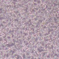 Nb2-11大鼠淋巴瘤细胞 (物种鉴定)丨逸漠(immocell)