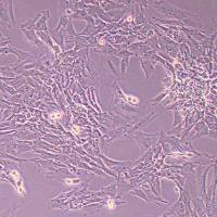 大鼠结肠平滑肌细胞永生化(物种鉴定)丨逸漠(immocell)