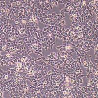 H-4-Ⅱ-E大鼠肝癌细胞(物种鉴定)丨逸漠(immocell)