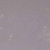 L8824草鱼肝脏细胞(物种鉴定)丨逸漠(immocell)