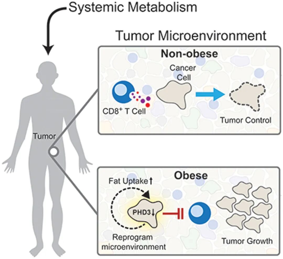 《Cell》给你一个瘦的理由：组学揭秘肥胖让癌症更难缠！