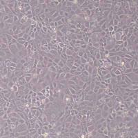 大鼠淋巴内皮细胞永生化 (物种鉴定)丨逸漠(immocell)