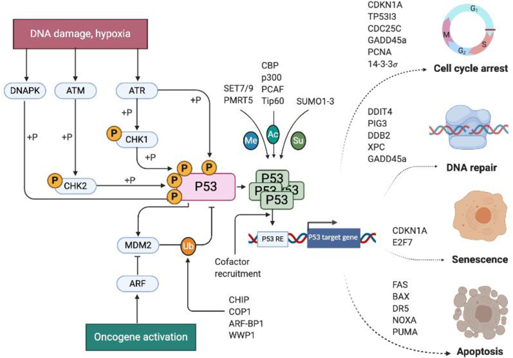 p53 的基本属性核心蛋白与编码基因