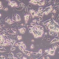 CATH.a小鼠脑神经元细胞(物种鉴定)丨逸漠(immocell)