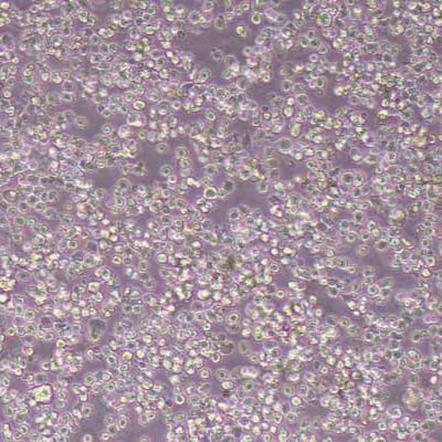 BW5147小鼠淋巴瘤细胞(物种鉴定)丨逸漠(immocell)