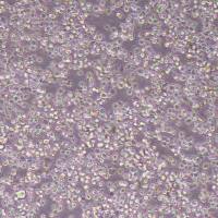 BW5147小鼠淋巴瘤细胞(物种鉴定)丨逸漠(immocell)