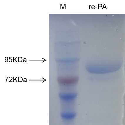 炭疽杆菌重组保护性抗原