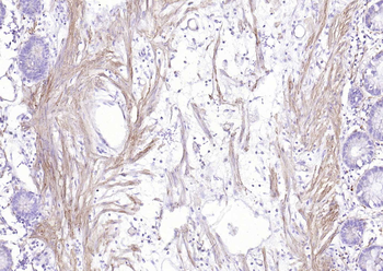 Streptavidin, HRP conjugated