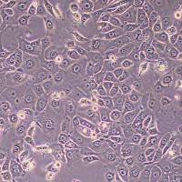 KLN205-Fluc-puro小鼠肺癌鳞癌细胞-FLUC标记-puro抗性丨逸漠