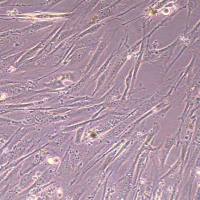 EBTr（NBL-4）牛胚气管细胞(物种鉴定)丨逸漠(immocell)