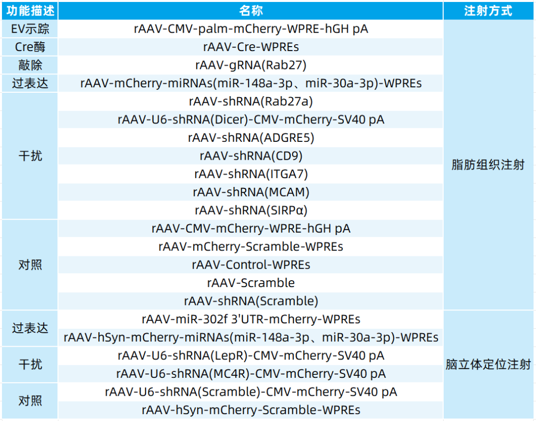 IF=30.9【客户文章—脂肪-脑轴】南京大学毕艳主任医师/李靓教授团队揭示Ad-EVs是中枢瘦素敏感性和能量稳态的关键调控因子