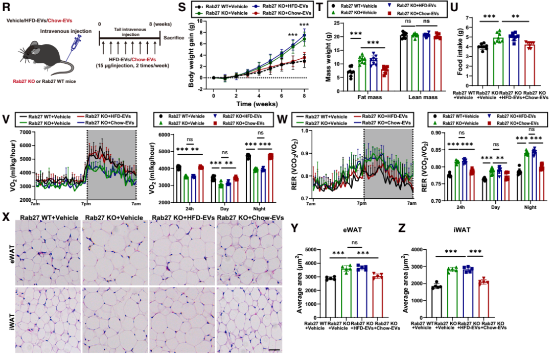IF=30.9【客户文章—脂肪-脑轴】南京大学毕艳主任医师/李靓教授团队揭示Ad-EVs是中枢瘦素敏感性和能量稳态的关键调控因子