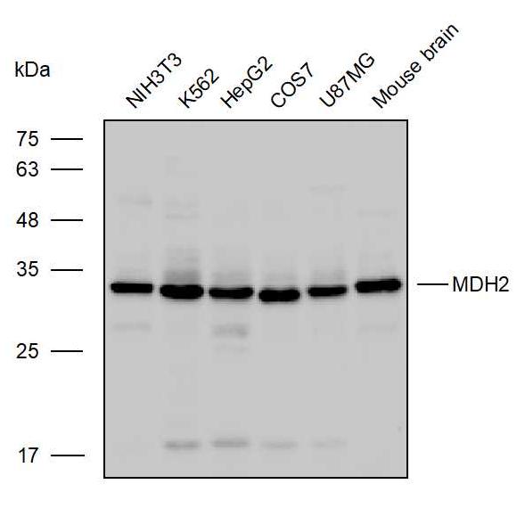 硝酸纤维素膜(NC膜0.45um)-实验图片