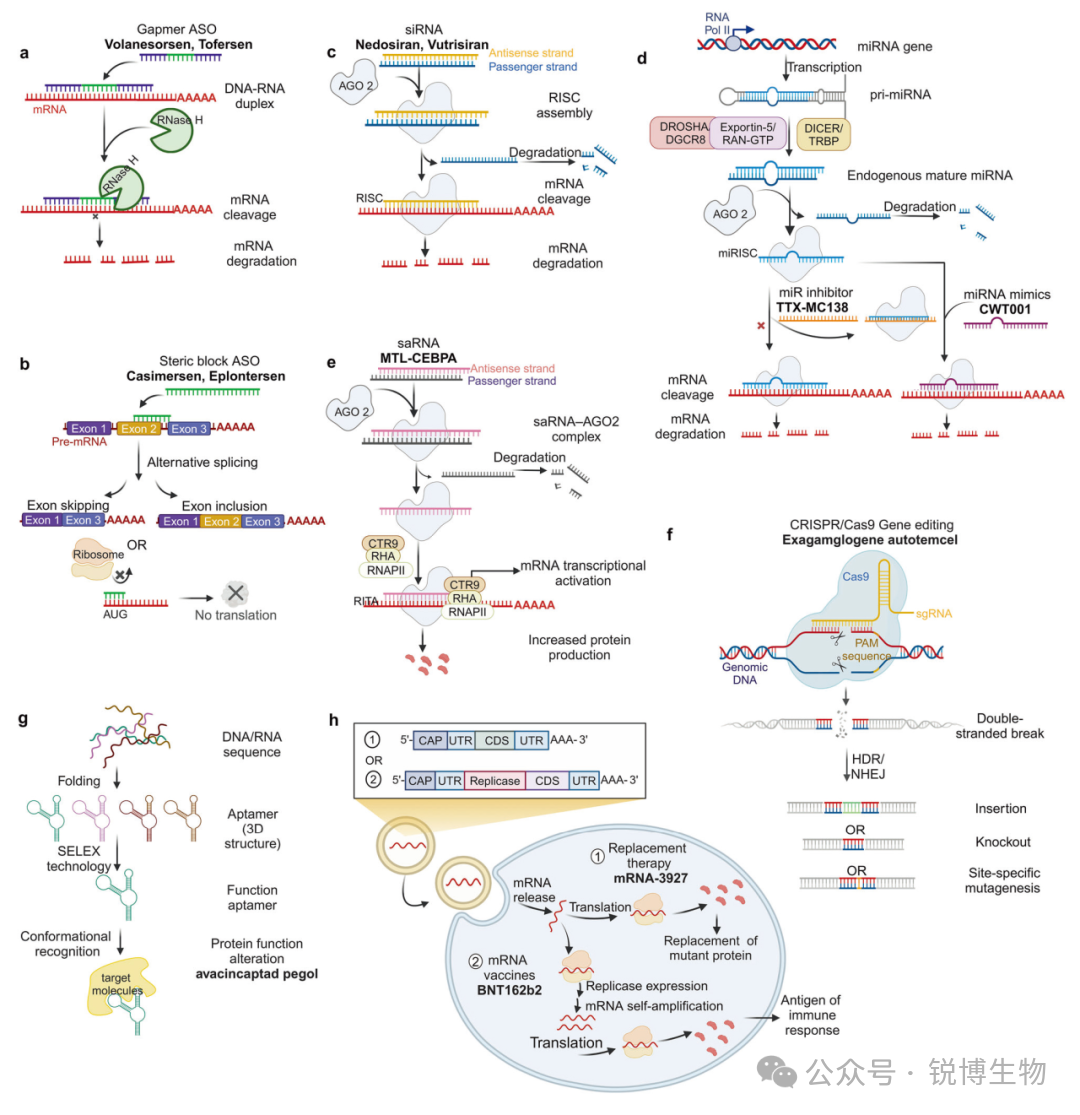 从沉默基因到编辑生命：核酸药物的星辰大海与踏浪前行
