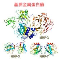 重组小鼠MMP蛋白现货热销中