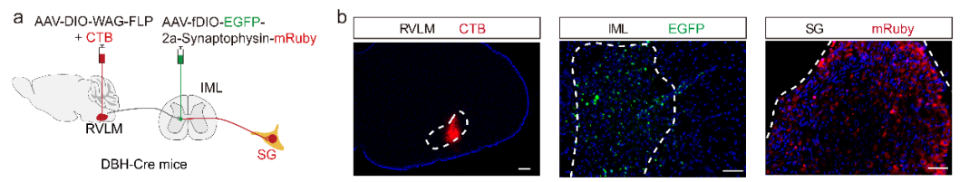 【新手指南】小白速看｜WGA示踪蛋白：神经科学里“追踪连接”的基础工具