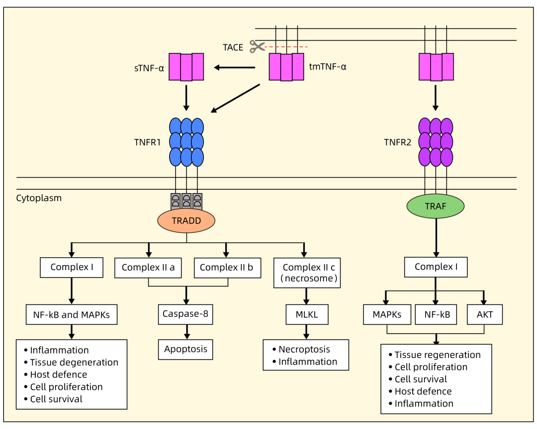 聚焦 TNF-α：从机制研究到靶向治疗的进阶之路