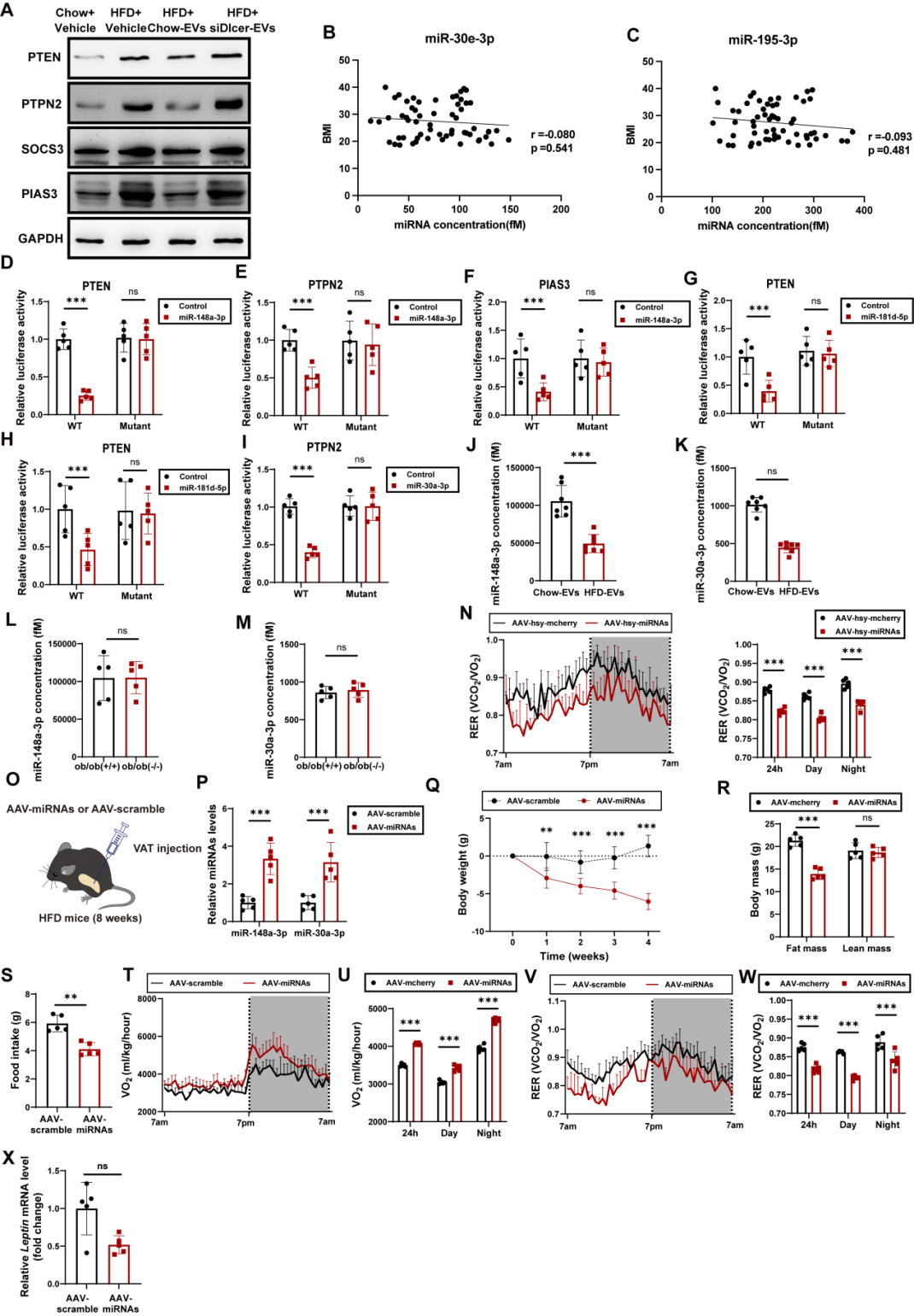 IF=30.9【客户文章—脂肪-脑轴】南京大学毕艳主任医师/李靓教授团队揭示Ad-EVs是中枢瘦素敏感性和能量稳态的关键调控因子