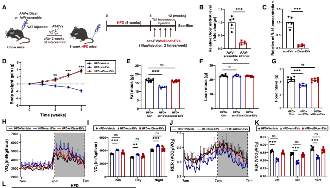 IF=30.9【客户文章—脂肪-脑轴】南京大学毕艳主任医师/李靓教授团队揭示Ad-EVs是中枢瘦素敏感性和能量稳态的关键调控因子
