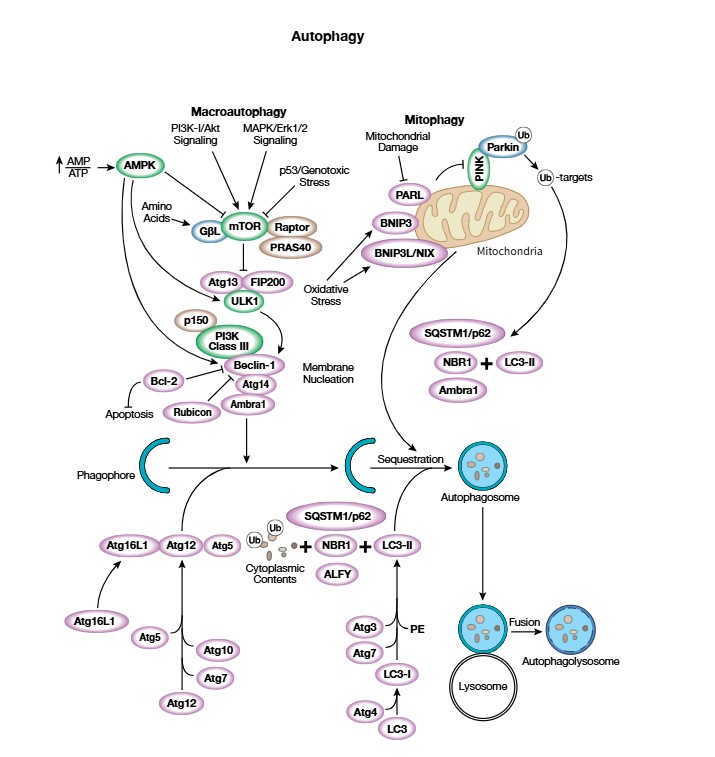自噬：细胞降解回收机制的核心科普干货