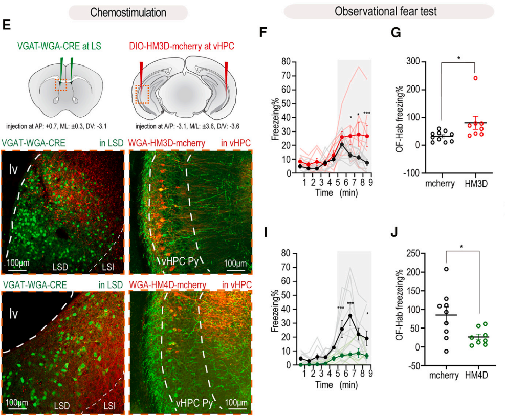 【新手指南】小白速看｜WGA示踪蛋白：神经科学里“追踪连接”的基础工具