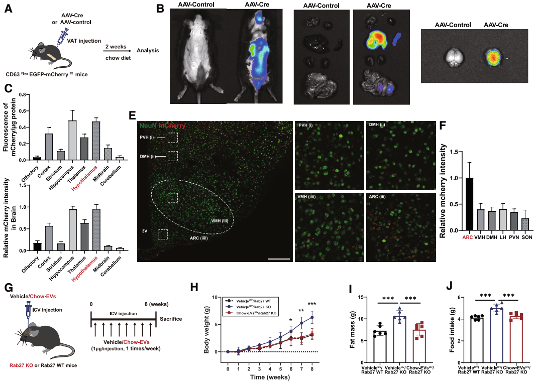 IF=30.9【客户文章—脂肪-脑轴】南京大学毕艳主任医师/李靓教授团队揭示Ad-EVs是中枢瘦素敏感性和能量稳态的关键调控因子