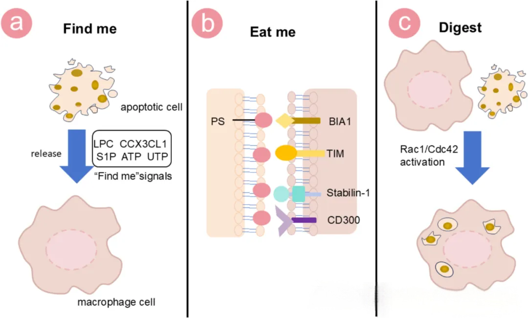 巨噬细胞 “控场” 肿瘤微环境：极化、吞噬机制及治疗应用新进展
