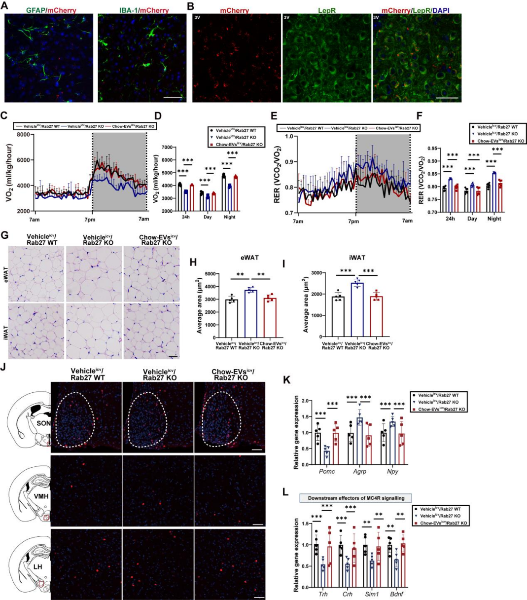IF=30.9【客户文章—脂肪-脑轴】南京大学毕艳主任医师/李靓教授团队揭示Ad-EVs是中枢瘦素敏感性和能量稳态的关键调控因子